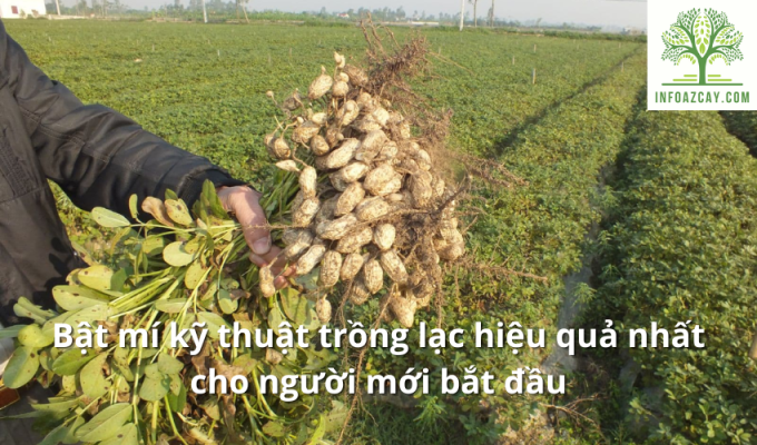 Bật mí kỹ thuật trồng lạc hiệu quả nhất cho người mới bắt đầu