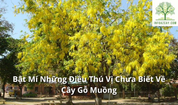 Bật Mí Những Điều Thú Vị Chưa Biết Về Cây Gỗ Muồng