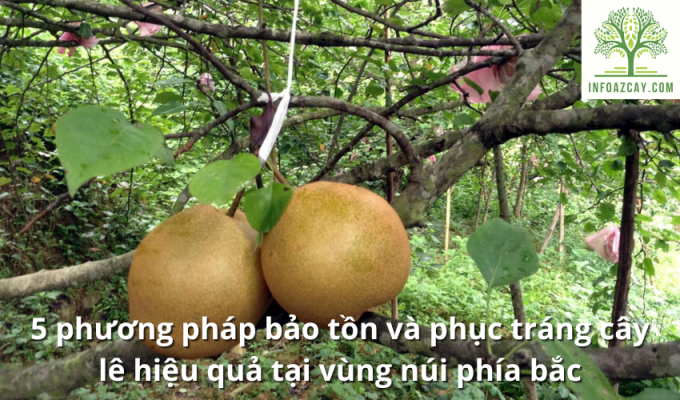 5 phương pháp bảo tồn và phục tráng cây lê hiệu quả tại vùng núi phía bắc