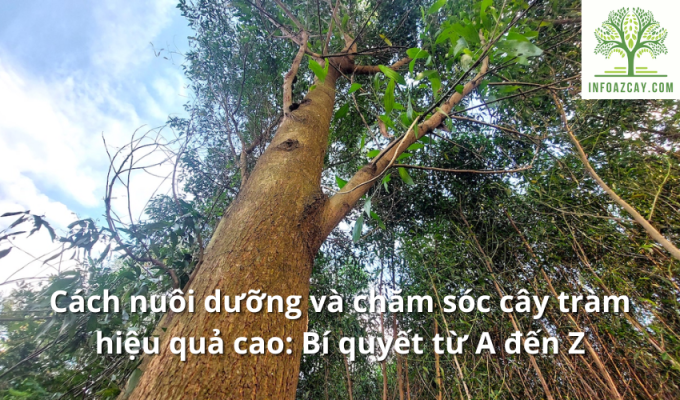 Cách nuôi dưỡng và chăm sóc cây tràm hiệu quả cao: Bí quyết từ A đến Z