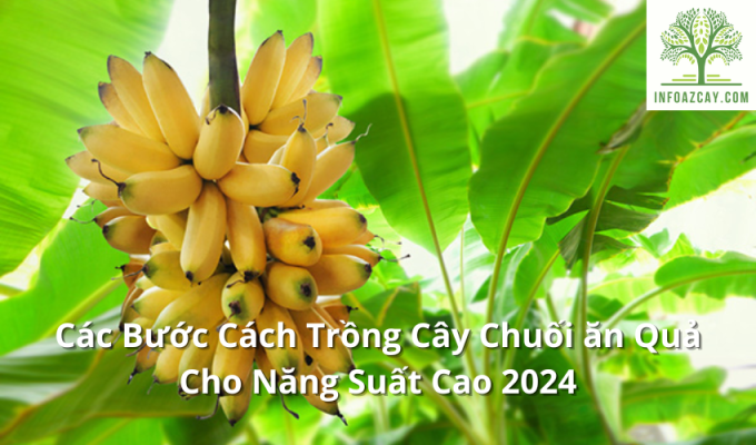 Các Bước Cách Trồng Cây Chuối ăn Quả Cho Năng Suất Cao 2024