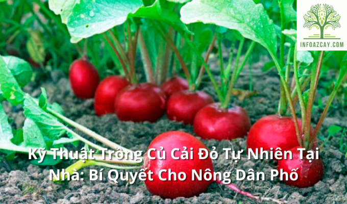 Kỹ Thuật Trồng Củ Cải Đỏ Tự Nhiên Tại Nhà: Bí Quyết Cho Nông Dân Phố