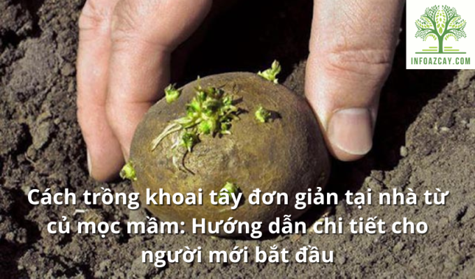 Cách trồng khoai tây đơn giản tại nhà từ củ mọc mầm: Hướng dẫn chi tiết cho người mới bắt đầu