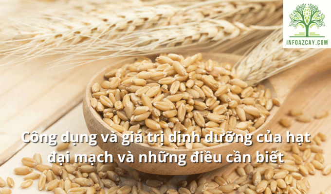 Công dụng và giá trị dinh dưỡng của hạt đại mạch và những điều cần biết