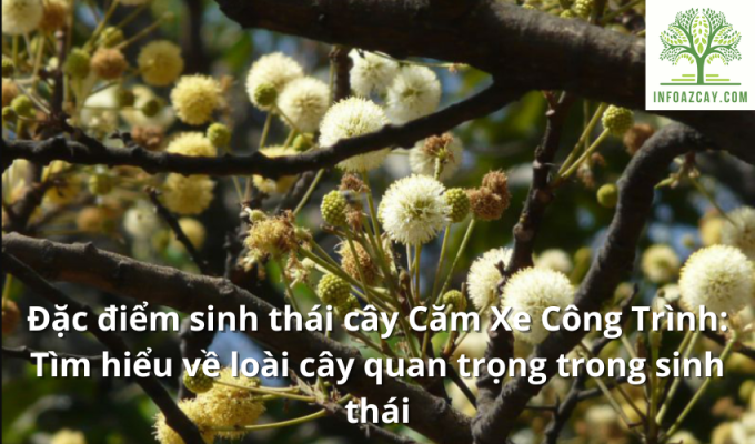 Đặc điểm sinh thái cây Căm Xe Công Trình: Tìm hiểu về loài cây quan trọng trong sinh thái