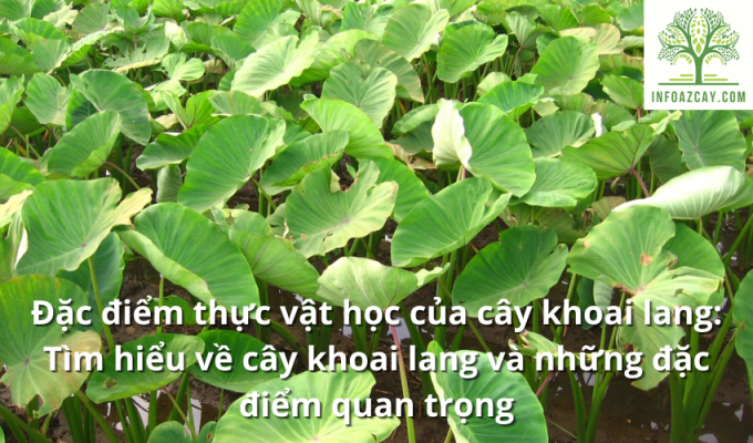 Đặc điểm thực vật học của cây khoai lang: Tìm hiểu về cây khoai lang và những đặc điểm quan trọng