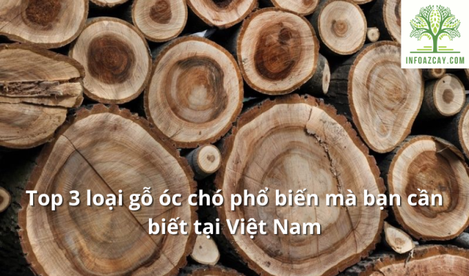 Top 3 loại gỗ óc chó phổ biến mà bạn cần biết tại Việt Nam