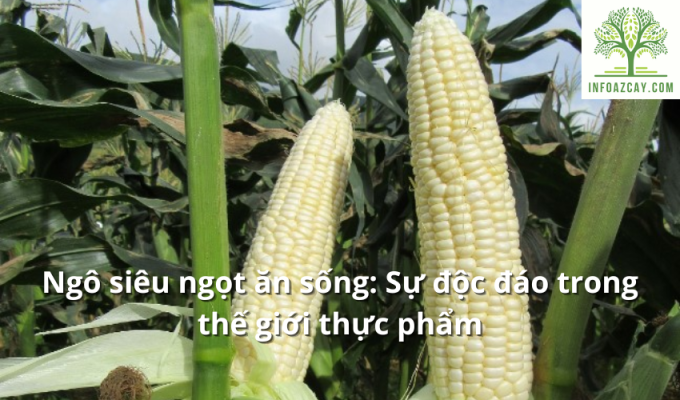 Ngô siêu ngọt ăn sống: Sự độc đáo trong thế giới thực phẩm