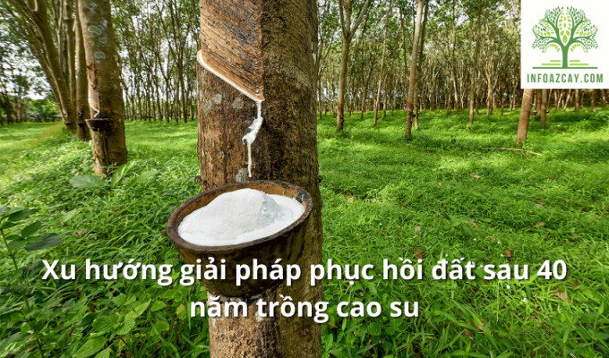 Xu hướng giải pháp phục hồi đất sau 40 năm trồng cao su