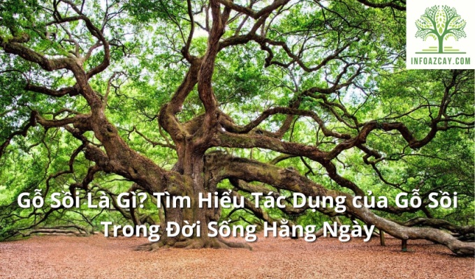 Gỗ Sồi Là Gì? Tìm Hiểu Tác Dụng của Gỗ Sồi Trong Đời Sống Hằng Ngày