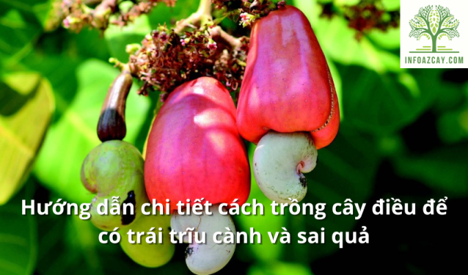 Hướng dẫn chi tiết cách trồng cây điều để có trái trĩu cành và sai quả