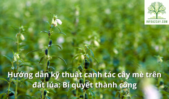 Hướng dẫn kỹ thuật canh tác cây mè trên đất lúa: Bí quyết thành công