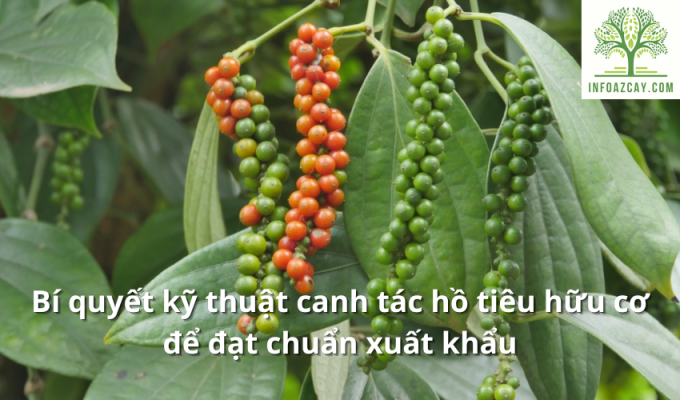 Bí quyết kỹ thuật canh tác hồ tiêu hữu cơ để đạt chuẩn xuất khẩu