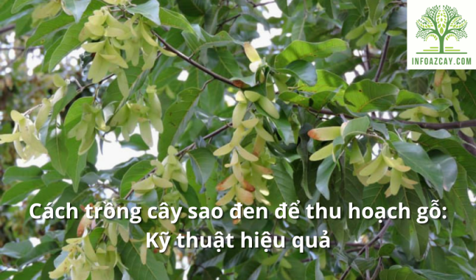 Cách trồng cây sao đen để thu hoạch gỗ: Kỹ thuật hiệu quả