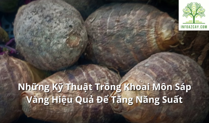 Những Kỹ Thuật Trồng Khoai Môn Sáp Vàng Hiệu Quả Để Tăng Năng Suất