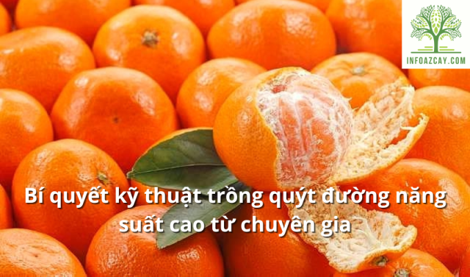 Bí quyết kỹ thuật trồng quýt đường năng suất cao từ chuyên gia