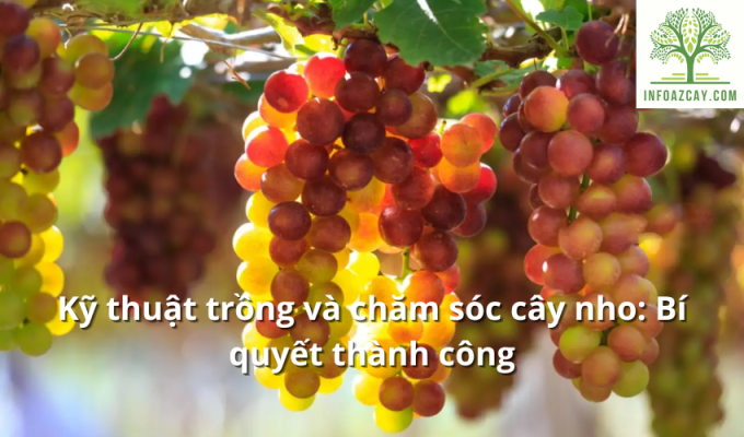 Kỹ thuật trồng và chăm sóc cây nho: Bí quyết thành công