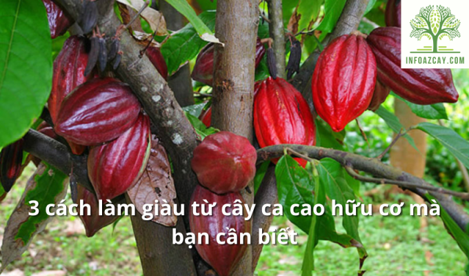 3 cách làm giàu từ cây ca cao hữu cơ mà bạn cần biết