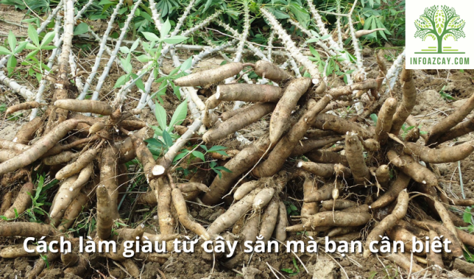 Cách làm giàu từ cây sắn mà bạn cần biết