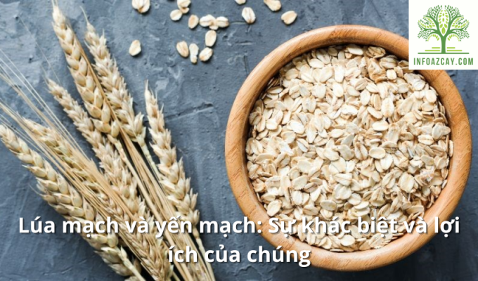 Lúa mạch và yến mạch: Sự khác biệt và lợi ích của chúng