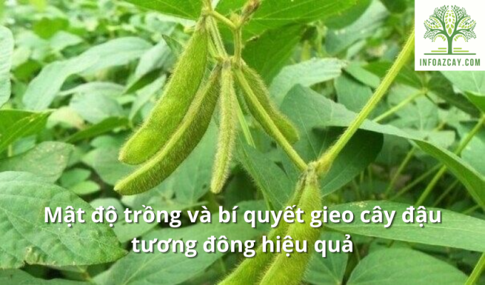 Mật độ trồng và bí quyết gieo cây đậu tương đông hiệu quả