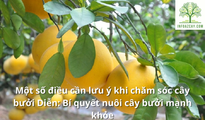 Một số điều cần lưu ý khi chăm sóc cây bưởi Diễn: Bí quyết nuôi cây bưởi mạnh khỏe