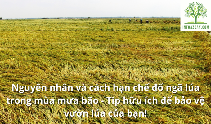 Nguyên nhân và cách hạn chế đổ ngã lúa trong mùa mưa bão - Tip hữu ích để bảo vệ vườn lúa của bạn!