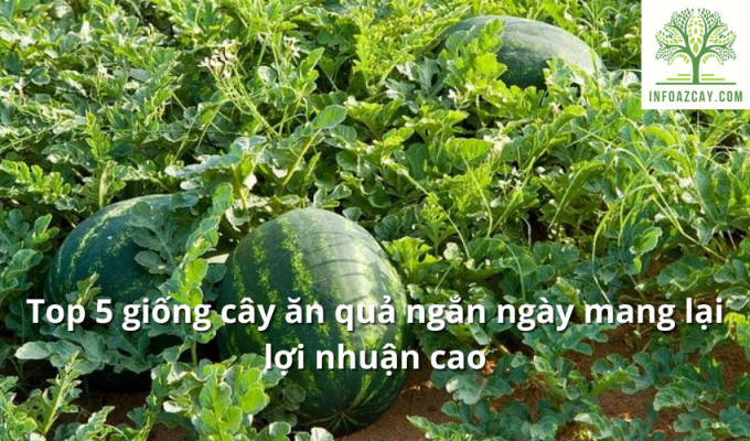 Top 5 giống cây ăn quả ngắn ngày mang lại lợi nhuận cao