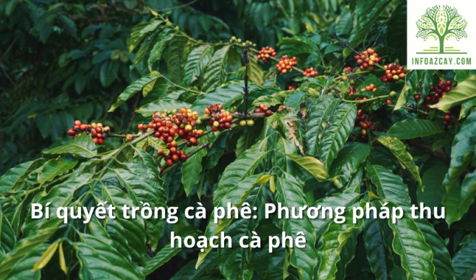 Bí quyết trồng cà phê: Phương pháp thu hoạch cà phê