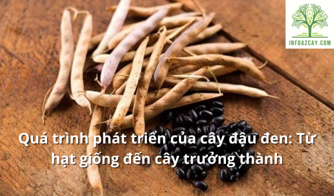 Quá trình phát triển của cây đậu đen: Từ hạt giống đến cây trưởng thành