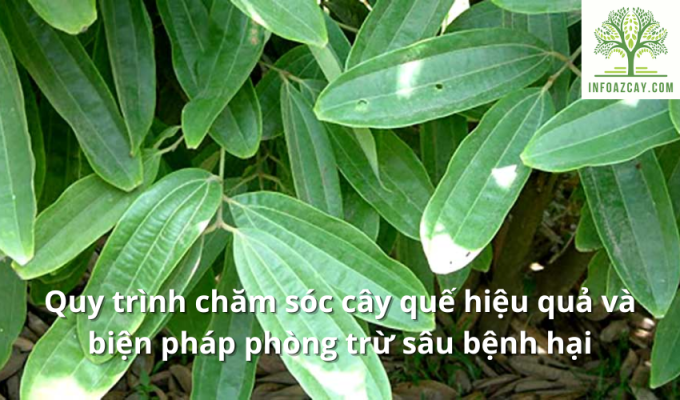 Quy trình chăm sóc cây quế hiệu quả và biện pháp phòng trừ sâu bệnh hại