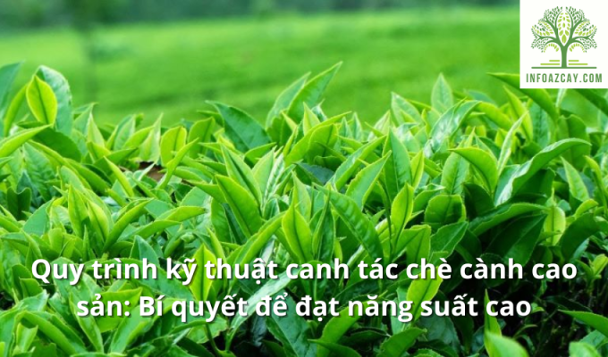 Quy trình kỹ thuật canh tác chè cành cao sản: Bí quyết để đạt năng suất cao