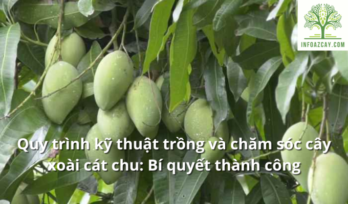 Quy trình kỹ thuật trồng và chăm sóc cây xoài cát chu: Bí quyết thành công