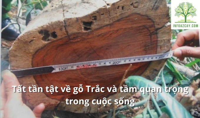 Tất tần tật về gỗ Trắc và tầm quan trọng trong cuộc sống