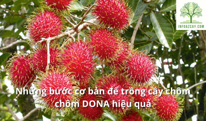 Những bước cơ bản để trồng cây chôm chôm DONA hiệu quả