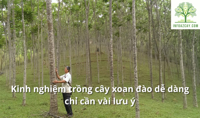 Kinh nghiệm trồng cây xoan đào dễ dàng chỉ cần vài lưu ý