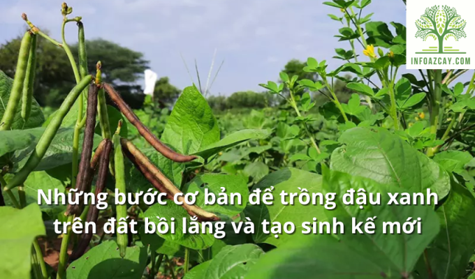 Những bước cơ bản để trồng đậu xanh trên đất bồi lắng và tạo sinh kế mới