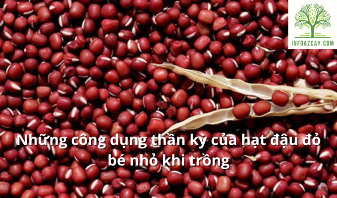 Những công dụng thần kỳ của hạt đậu đỏ bé nhỏ khi trồng