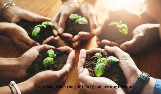 Top 10 loại cây trồng để bảo vệ môi trường hiệu quả