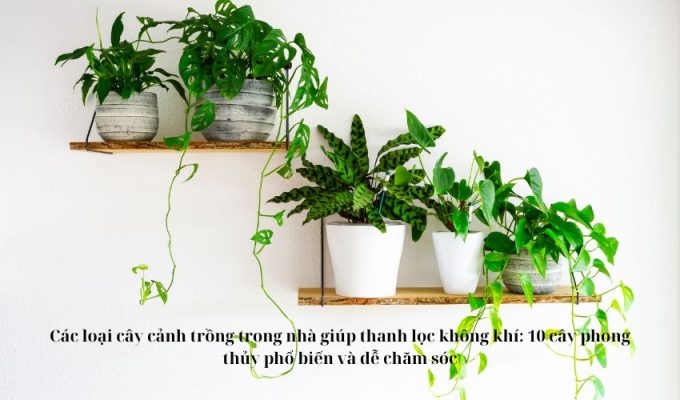 Các loại cây cảnh trồng trong nhà giúp thanh lọc không khí: 10 cây phong thủy phổ biến và dễ chăm sóc